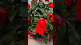 7 Different Beautiful Impatiens Varieties at Home 🌿impatience flowers houseplants garden fyp [upl. by Redneval148]