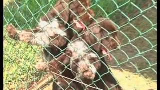 The German Wirehaired Pointer and The German Shorthaired Pointer  Pet Dog Documentary English [upl. by Ahsi]