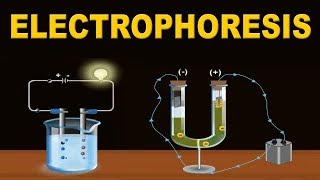 Electrophoresis  12th Std  Chemistry  Science  CBSE Board  Home Revise [upl. by Erastes632]