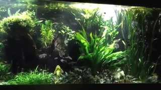 4000L Aquarium mit Salmlern und Skalaren [upl. by Alleinnad]