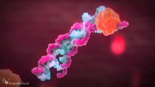 3D medical animation  Virus infection  Virusinfektion  designidentity [upl. by Conall17]