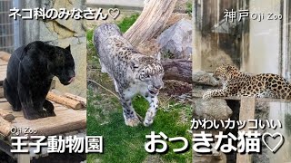 おっきな猫さん【王子動物園】可愛い大型ネコ科動物 ネコ科 bigcat 王子動物園 [upl. by Ignaz]