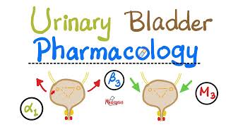 Pharmacology of Urinary Bladder — Detrusor Muscle Sphincters — Alpha Beta Muscarinic Nicotinic [upl. by Nedyrb]