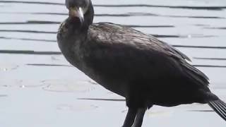 doublecrested cormorant call [upl. by Hamimej]