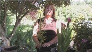 Flower Gardening  How to Grow Easter Lilies [upl. by Otilesoj]