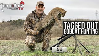 Tagged Out  Bobcat Hunting [upl. by Heinrick84]