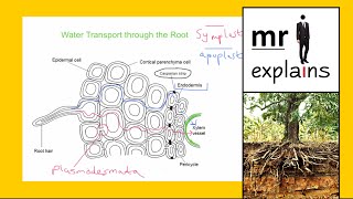 mr i explains The difference between the Symplast and Apoplast Pathways of Water Transport [upl. by Kall]