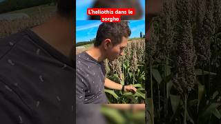 Je regarde si le sorgho a une chenille qui mange le sorgho agriculteur sorgho culture [upl. by Delfine]