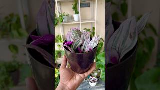 Inch Plant  Tradescantia Zebrina Propagation  How To Propagate Inch Plant shorts gardening [upl. by Leith858]