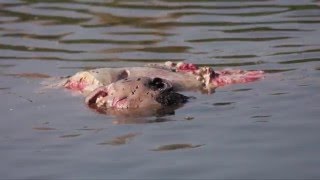 MAN EATING CROCODILE KILL SHOT TO THE HEAD [upl. by Heath687]