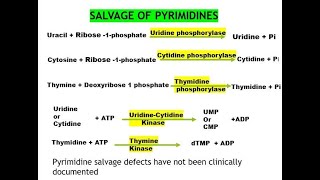 Pyrimidine Orotic aciduria Salvage pathway Catabolism Nucleotide 8 [upl. by Giovanna105]