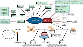 Cyclin dependent kinase inhibitors CDKi regulation [upl. by Cristoforo195]