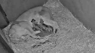 Live dieren kijken  Leeuwenwelpjes  DierenPark Amersfoort [upl. by Naerol]