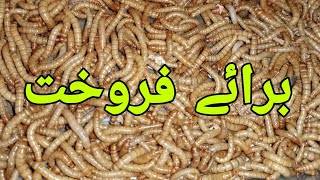 mealworm farm business in pakistan [upl. by Odama]