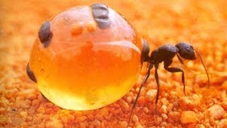 Yummy Honey Ants [upl. by Nnahoj]