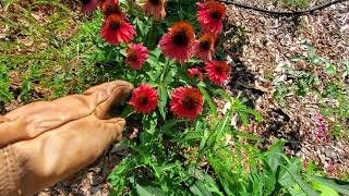 how to prorogate coneflower I garden in zone 8A [upl. by Nitsyrc]