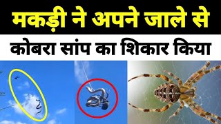 मकड़ी ने जाल में फाँसकर शिकार किया कोबरा साँप का ।Snake Trapped in Spider Web–UNBELIEVABLE Footage [upl. by Dlanigger]