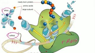 Darmowe Korepetycje z Biologii Genetyka  podstawy molekularne Mitoza i mejoza [upl. by Ailehs757]