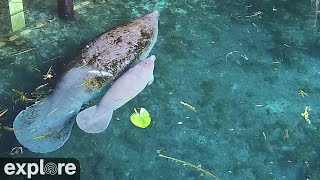 Manatees Feeding [upl. by Rhetta582]