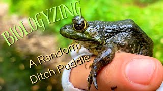 Biologyzing A Random Ditch Puddle [upl. by Alcot]