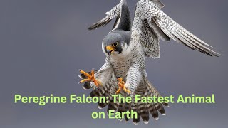 Peregrine Falcon The Fastest Animal on Earth [upl. by Evander]