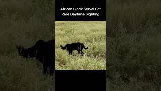 Rare Daytime Sighting  African Black Serval Cat wildlife servalcats safari animals [upl. by Nightingale]