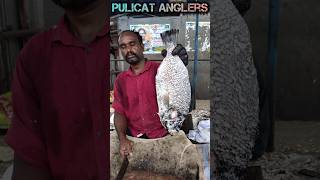 KAL KODUVA FISH🔥CUTTING BY CHINNAKASIMEDU FISH CUTTINGSEAFOODFAST FISH CUTTINGPULICAT ANGLERS [upl. by Rehportsirhc197]