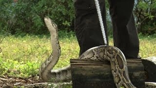 La Floride en proie à une invasion de pythons birmans [upl. by Nryhtak]