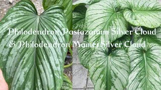 2 Plant Updates Philodendron Pastazanum Silver Cloud amp Philodendron Mamei Silver Cloud [upl. by Hollyanne]