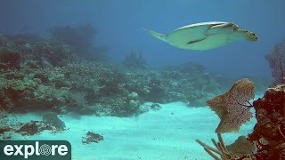 Utopia Village Sandy Channel Underwater Reef Cam powered by EXPLOREorg [upl. by Beckett]