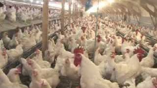 Poultry Farming [upl. by Constantino]