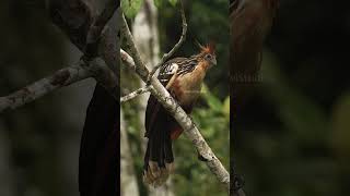 Hoatzin Bird sitting silently bird hoatzin perched tropical forest nature wildlife HA58834 [upl. by Edelstein]