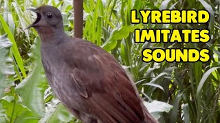 Talented Lyrebird Perfectly Imitates Sounds [upl. by Vivianna]