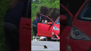 The fierce attacking elephant has come to the road 13elephantattack srilanka wildanimals [upl. by Meit]