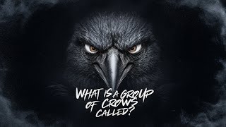 ingrAIned  What is a Group of Crows Called Official Music Video [upl. by Roon]