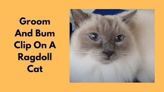 Groom And Bum Clip On Ragdoll Cat LoveCatsGroomer [upl. by Acie]