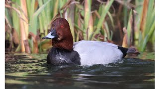 THE COMMON POCHARD [upl. by Aicxela]