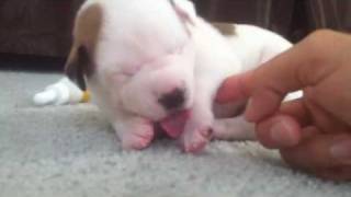 Baby pitbull ticklish [upl. by Burnaby]