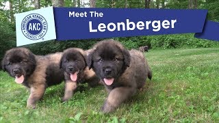 AKCs Meet the Leonberger [upl. by Trudi853]