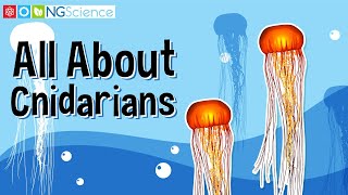 All About Cnidarians [upl. by Nnairrehs896]