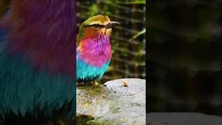 LilacBreasted Roller birds animals [upl. by Neemsay]