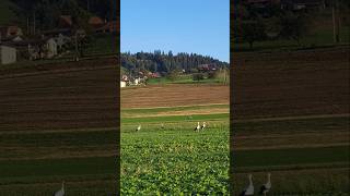 Good morning from Switzerland 🍁🍂 switzerland storks autumn fall [upl. by Burack]