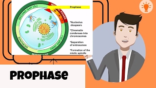 What happens in prophase [upl. by Eirehc]