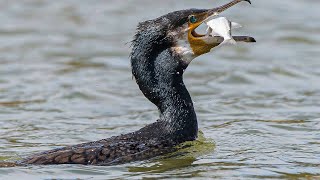 The Great Cormorant Swimming on Water and Flying [upl. by Ettelra]