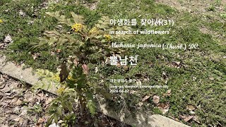 뿔남천 Mahonia japonica Thunb DC 야생화를 찾아서31 in search of wildflowers junggu Daejeon 대전광역시 중구 [upl. by Avirt]