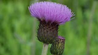 Easy to Grow Plant for Wildlife Cirsium heterophyllum [upl. by Julita]