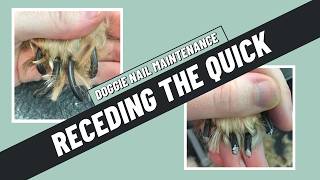 How often should you do a dogs nails to recede the quicks  ADVICE FROM A DOG GROOMER [upl. by Ellenaj191]