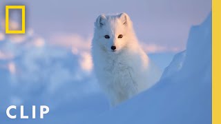 Arctic Fox Love Story  Incredible Animal Journeys  National Geographic [upl. by Alial]