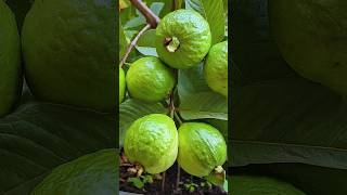 🌿Whats the Fastest way to Grow Guava Tree guava gardening [upl. by Bever]