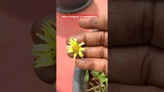 Risk எடுக்காதீங்க கவனம் தேவை👍🏾🙏Yellow bringraj in homegardennatureorganicshorts [upl. by Ammej]